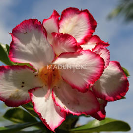 dsc_0026 (2)